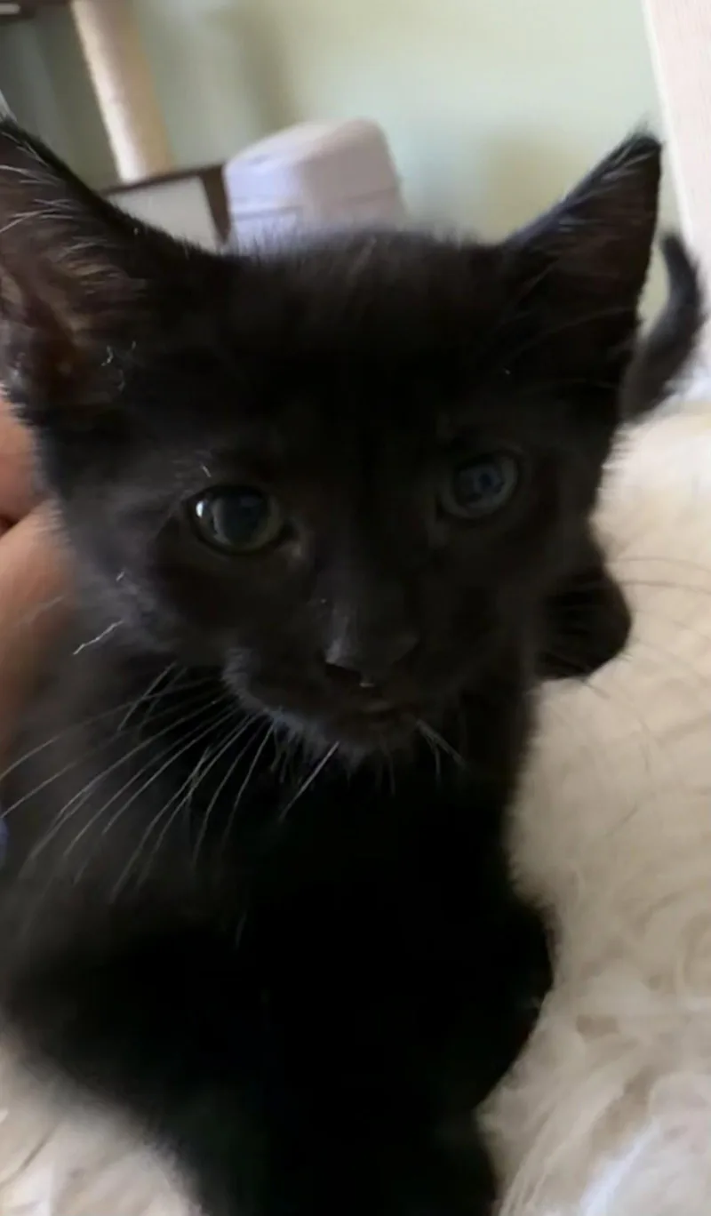 A baby medium-sized female Black Domestic Short Hair cat named Insurance Fraud for adoption in Trenton, NJ