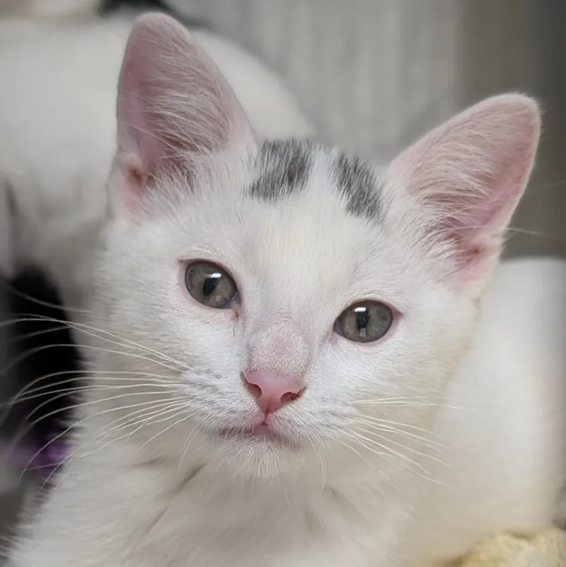 A baby medium-sized male Domestic Short Hair cat named Smudges for adoption in Shoreline, WA