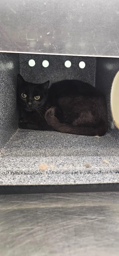 A young medium-sized male Domestic Short Hair cat named Elphie for adoption in Athens, TN