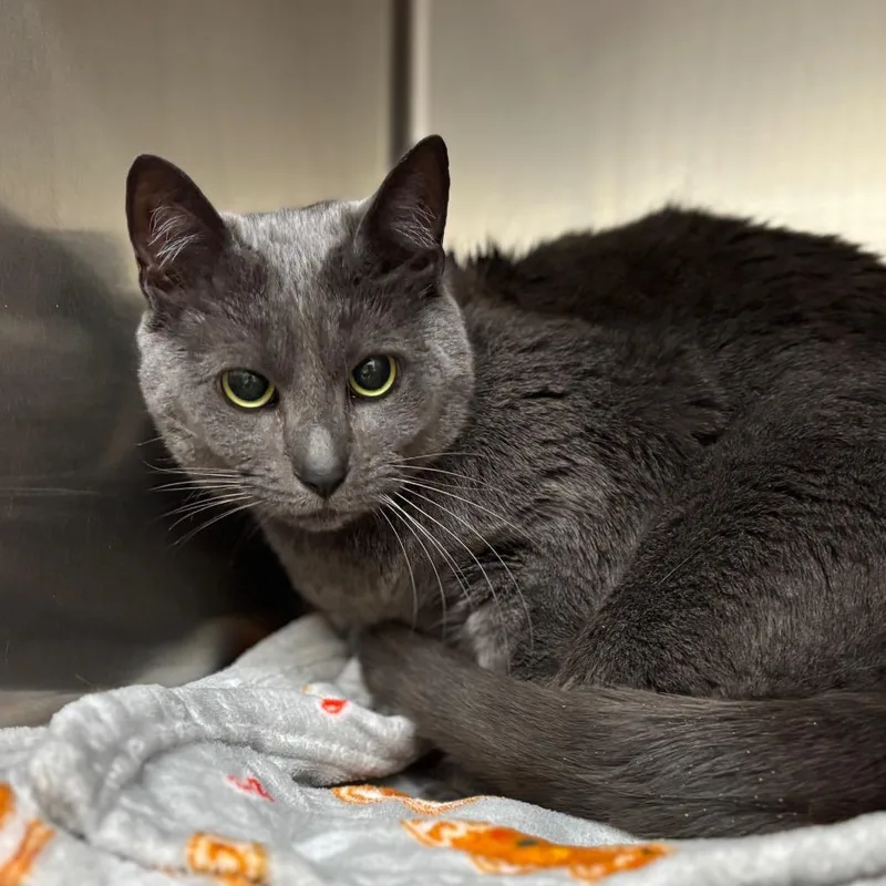 An adult extra large-sized female Gray / Blue / Silver Domestic Short Hair cat named Ash for adoption in Birmingham, AL