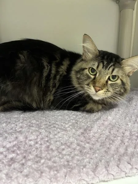 An adult medium-sized male Domestic Long Hair cat named Kirkland for adoption in Salt Lake City, UT
