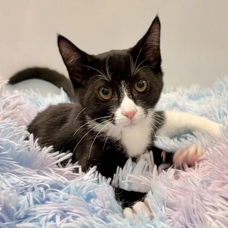 A baby small-sized female Black Domestic Short Hair cat named Turkey Tail for adoption in East Hampton, NY