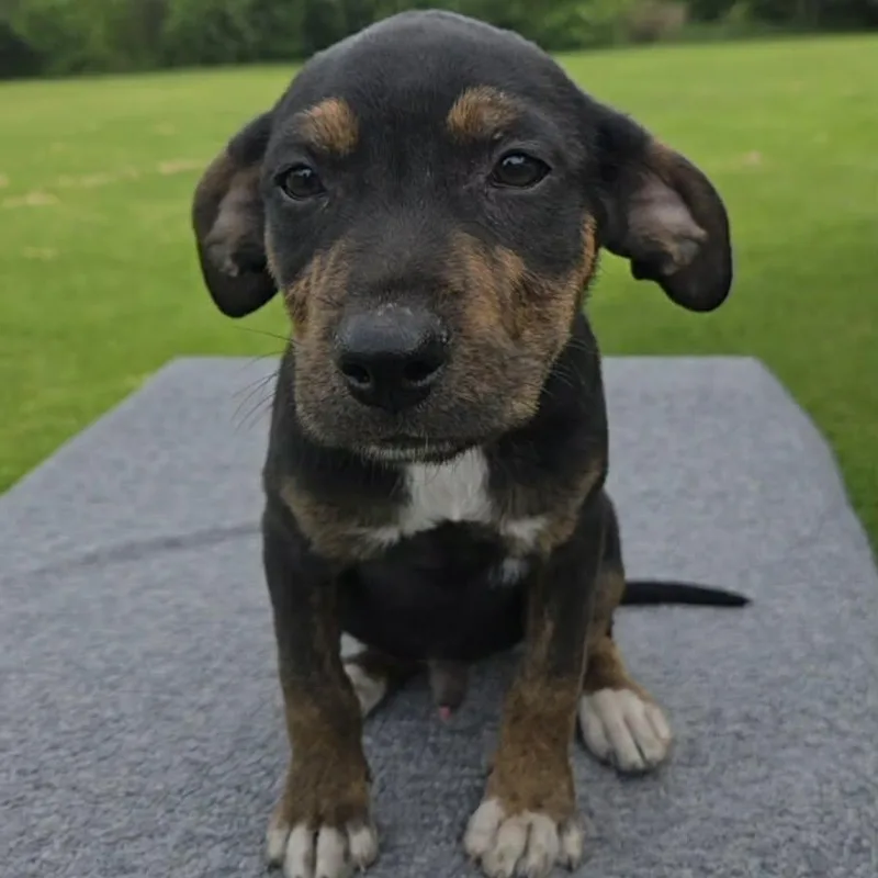 A baby medium-sized male Labrador Retriever dog named Bryce for adoption in McHenry, IL