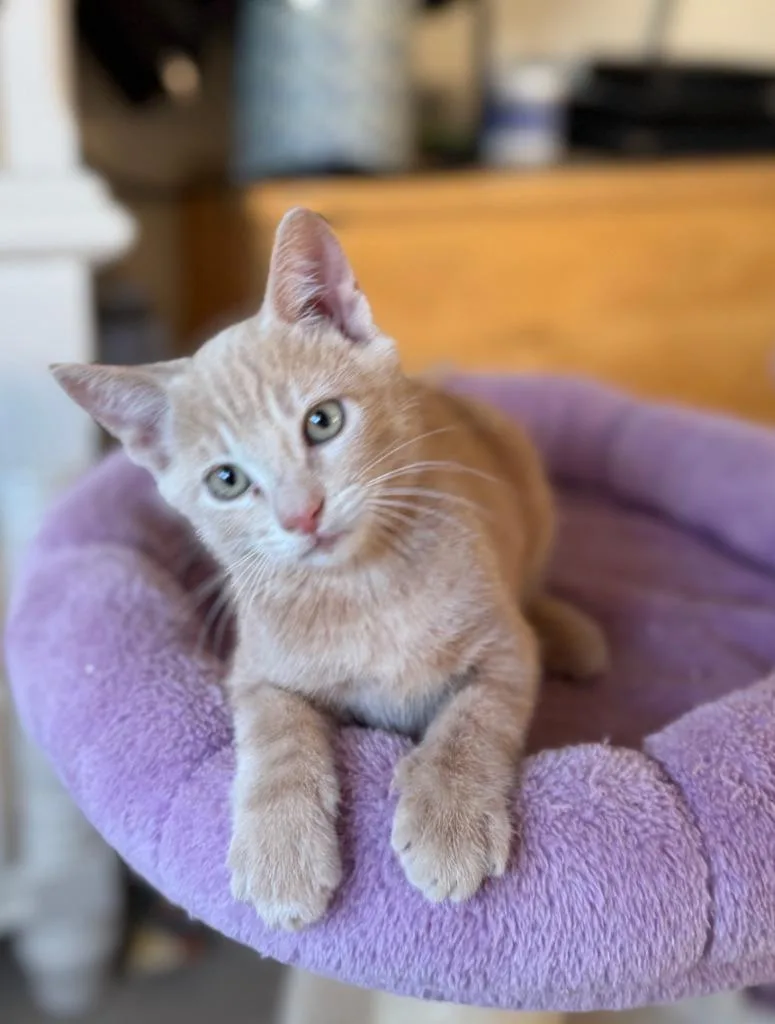 A baby medium-sized male Domestic Short Hair cat named Kevin for adoption in San Pedro, CA