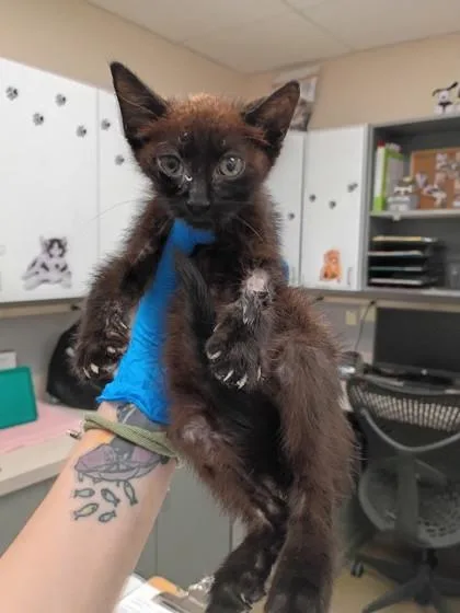 A baby small-sized male Domestic Short Hair cat named The Legman for adoption in Palm Coast, FL