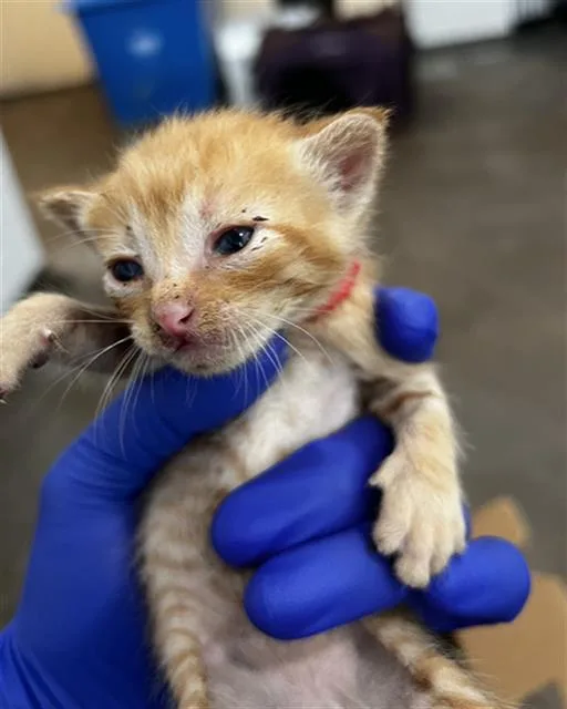 A baby medium-sized male Domestic Medium Hair cat named Leo for adoption in Dallas, TX