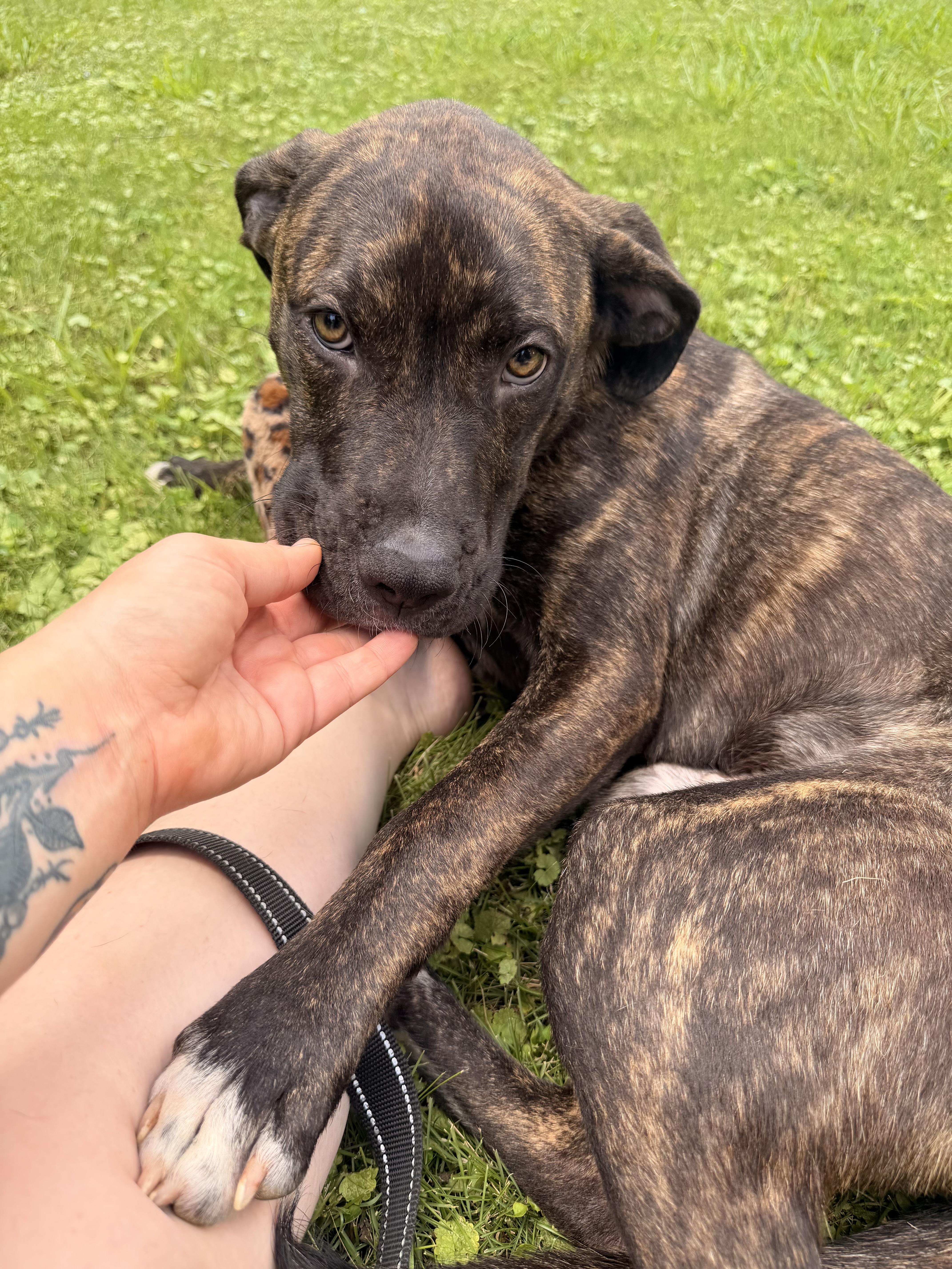 A young medium-sized male Brindle Boxer dog named Damion for adoption in Calera, AL