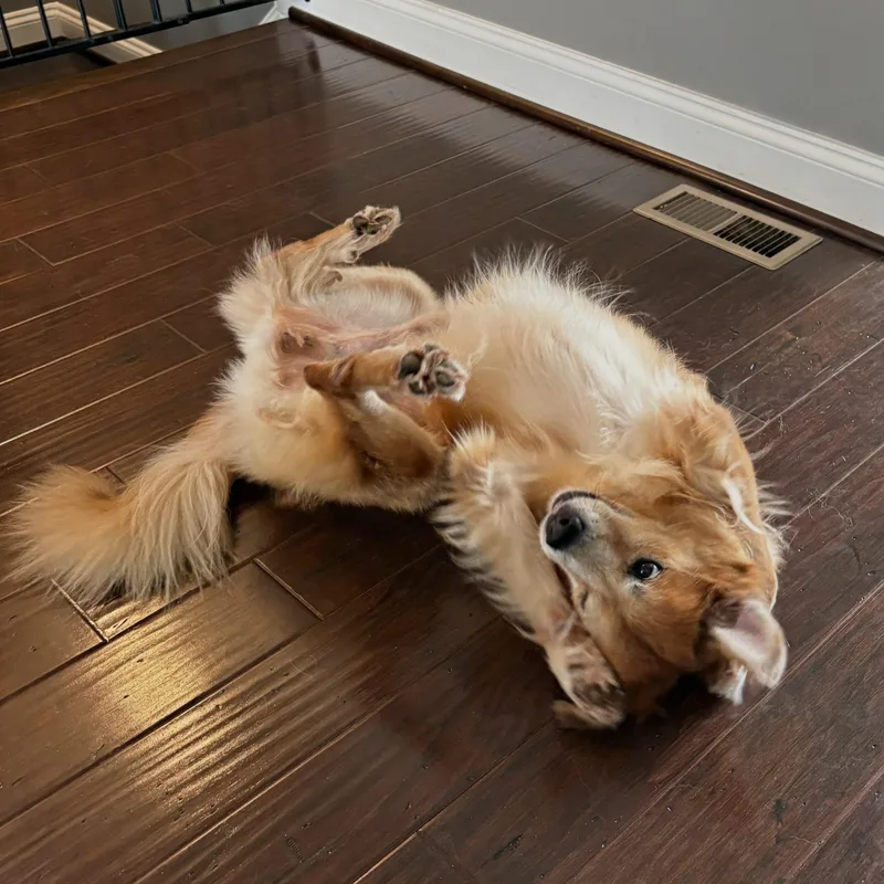 An adult medium-sized male Golden Chow Chow dog named Bebo for adoption in Baldwin, MD
