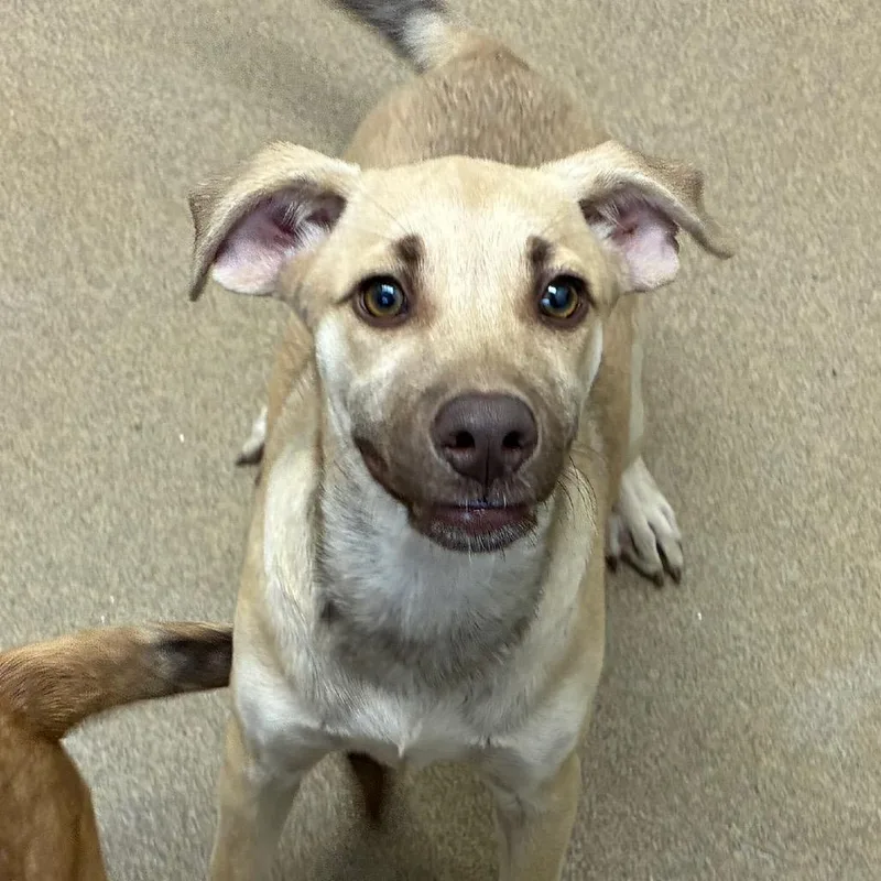 A baby small-sized female Terrier dog named Janet for adoption in Corpus Christi, TX