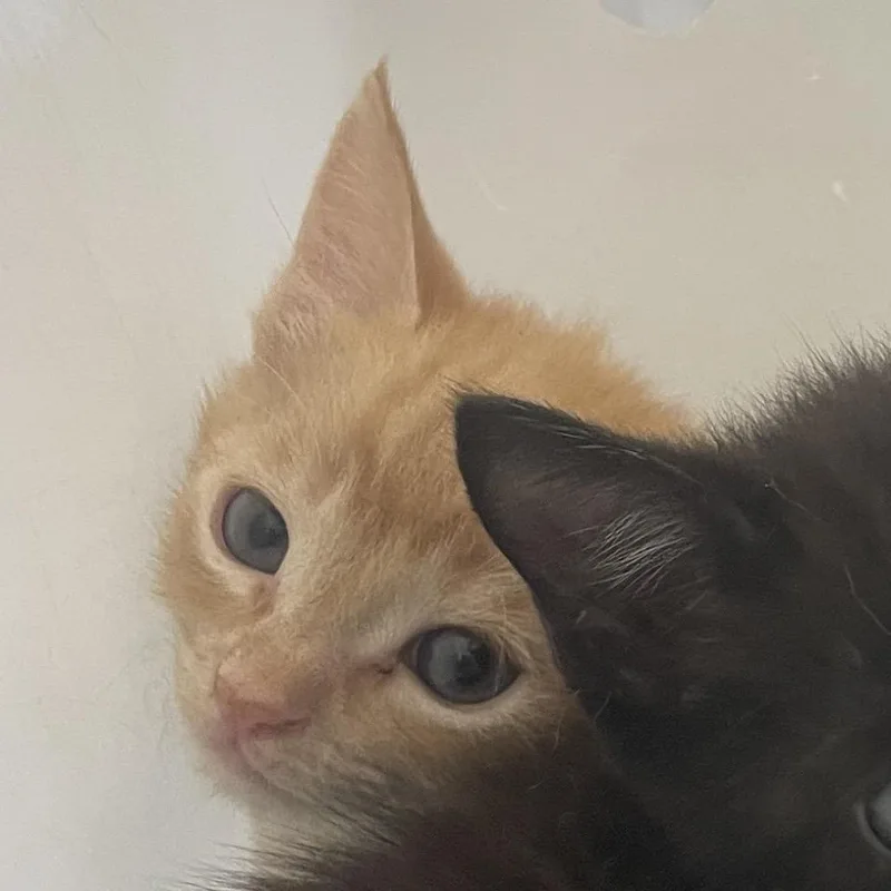 A baby small-sized male Orange / Red Domestic Short Hair cat named Billy Gibbons for adoption in Columbus, GA