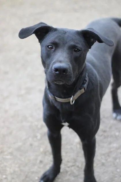 Toothless thumbnail 2