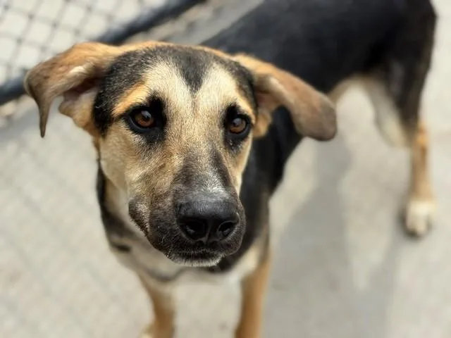 A young medium-sized male German Shepherd Dog dog named Cheddar for adoption in Tulsa, OK