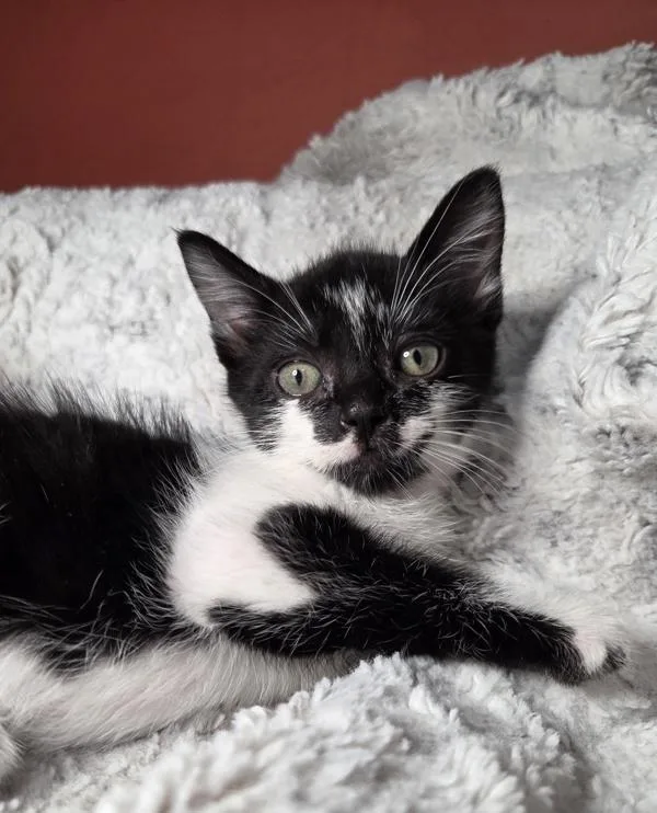 A baby small-sized male Domestic Short Hair cat named Romance for adoption in Vancouver, WA
