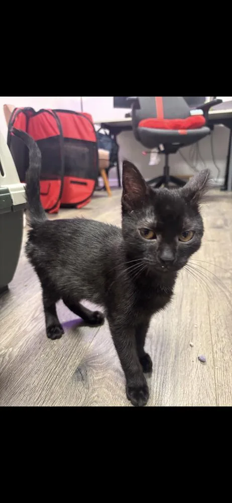 A baby small-sized female Domestic Short Hair cat named Opal for adoption in Marietta, GA