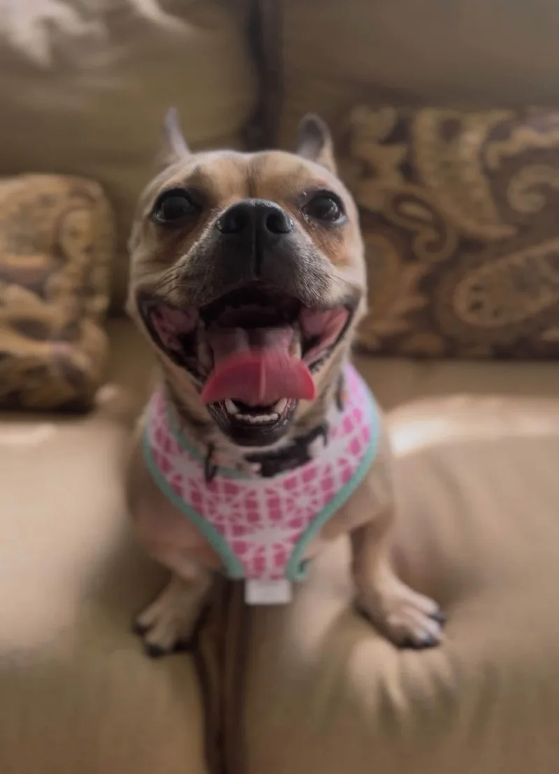 A young small-sized female French Bulldog dog named Moana for adoption in Xenia, OH