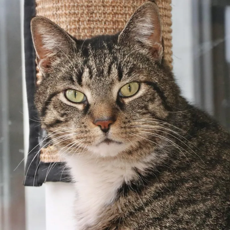 An adult large-sized male Brown / Chocolate Domestic Medium Hair cat named Papa Bear for adoption in Allentown, PA