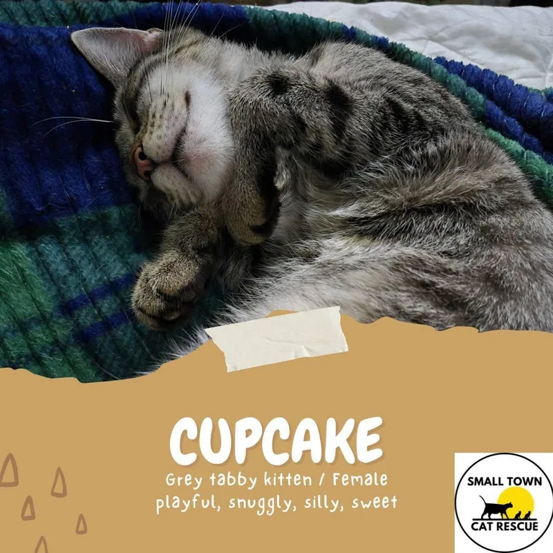 A young small-sized female Domestic Short Hair cat named Cupcake for adoption in Clymer, PA