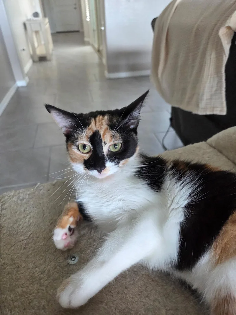 A baby small-sized female Calico Domestic Short Hair cat named Lil K for adoption in Youngtown, AZ
