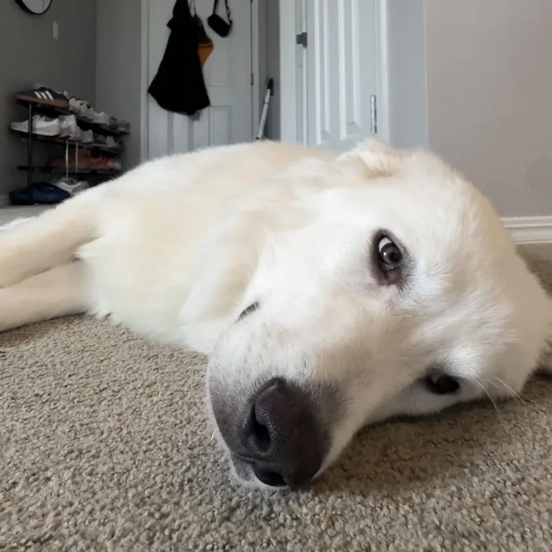 Goose thumbnail 2