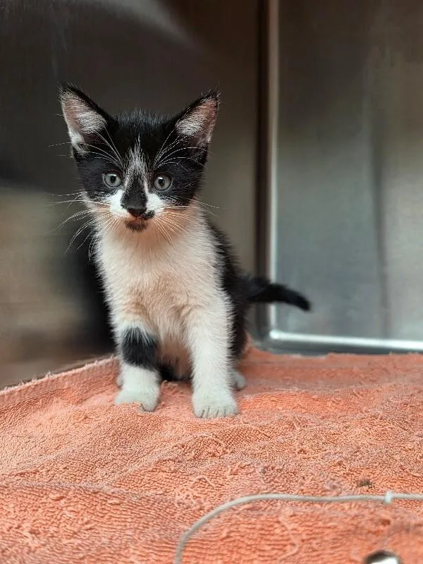 A young medium-sized male Black & White / Tuxedo Domestic Short Hair cat named Tux for adoption in Bluffton, IN