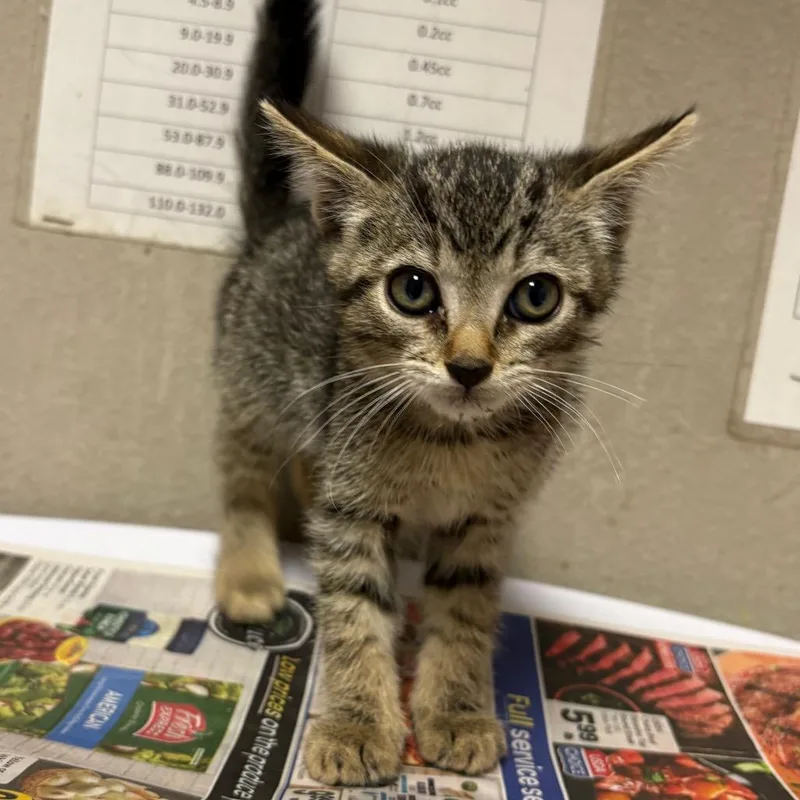 A baby small-sized female Black Domestic Short Hair cat named Rihanna for adoption in Yuma, AZ