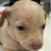 A baby small-sized male Chihuahua dog named Baguette for adoption in San Pablo, CA