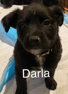 Darla