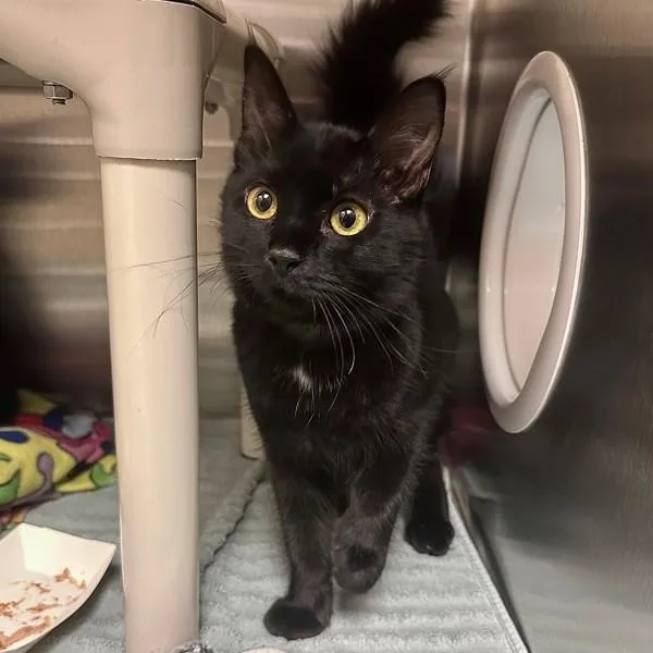 A baby small-sized female Domestic Medium Hair cat named Cyclops for adoption in Walnut Creek, CA