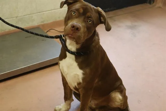 A young large-sized male Mixed Breed dog named Rascal for adoption in Columbia, SC