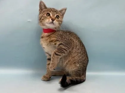 A baby small-sized female Domestic Short Hair cat named Layla for adoption in Coon Rapids, MN