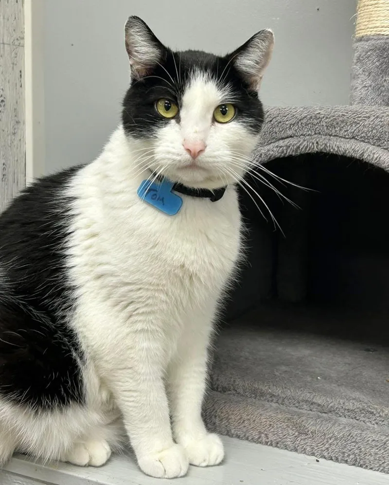 An adult large-sized male Black & White / Tuxedo Domestic Short Hair cat named Tom for adoption in Momence, IL
