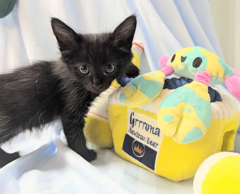A baby large-sized male Domestic Short Hair cat named Coal for adoption in Los Angeles, CA