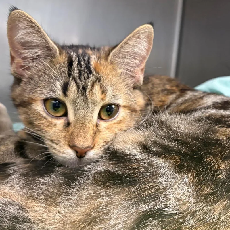 A baby medium-sized female Brown / Chocolate Domestic Short Hair cat named Rain for adoption in East Hanover, NJ