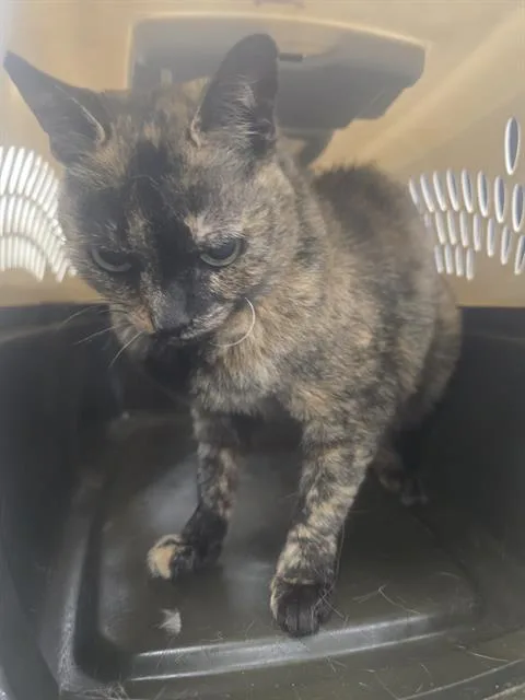 An adult medium-sized female Domestic Short Hair cat named Kiki for adoption in Palmetto, FL