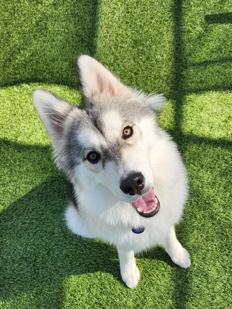 A baby medium-sized female Husky dog named Dixie Ann for adoption in Cedar Rapids, IA