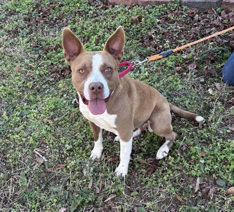 Nyla
