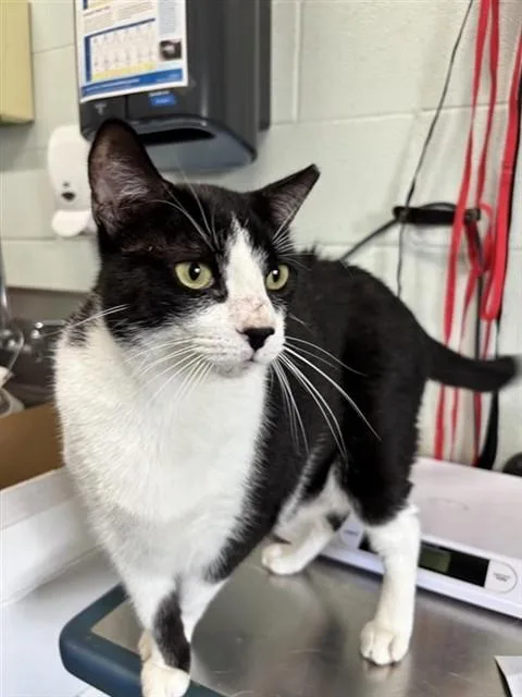 An adult large-sized male Domestic Short Hair cat named Black Cat for adoption in Corpus Christi, TX