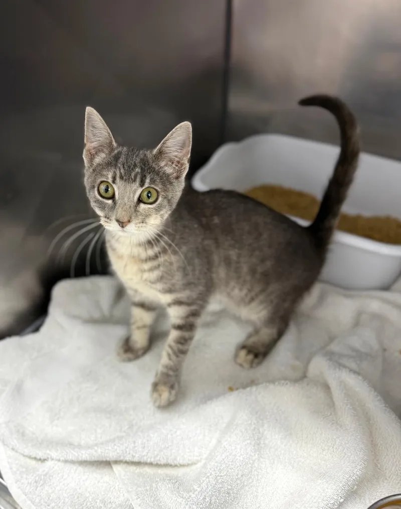 A baby medium-sized female Gray / Blue / Silver Domestic Short Hair cat named Zarina for adoption in Mount Vernon, OH