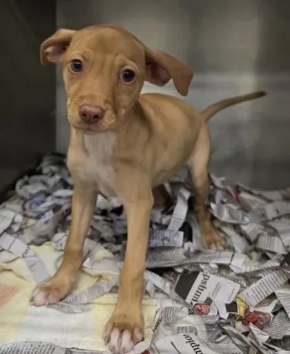 A baby small-sized female Pit Bull Terrier dog named Mable for adoption in Honolulu, HI