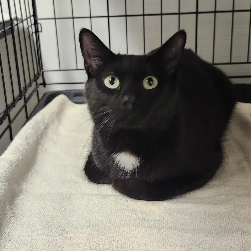 An adult medium-sized female Black Domestic Short Hair cat named Bess for adoption in Novelty, OH