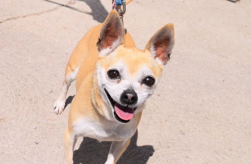 An adult small-sized female Yellow / Tan / Blond / Fawn Chihuahua dog named Lady for adoption in Parkville, MO