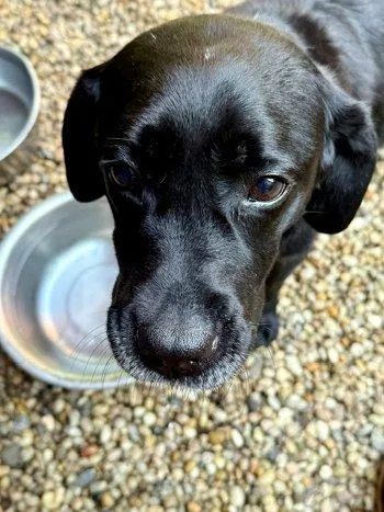 An adult medium-sized female Black Labrador Retriever dog named Lady Lilac for adoption in Bedford Hills, NY