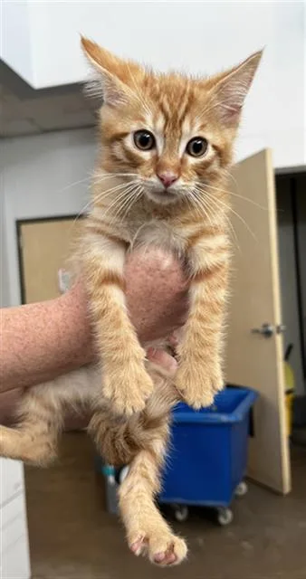 A baby medium-sized male Domestic Medium Hair cat named Macaroni for adoption in Dallas, TX