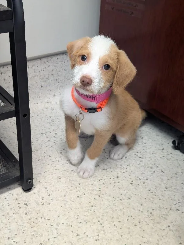 A baby small-sized female Yellow / Tan / Blond / Fawn Wheaten Terrier dog named Honeybun for adoption in Aiken, SC