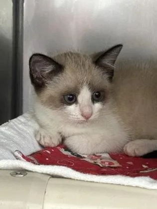 A baby small-sized female Siamese cat named Grumpy Cat for adoption in Madison, NJ