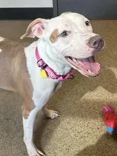 A young medium-sized female White / Cream Pit Bull Terrier dog named Luau for adoption in Cleveland, OH