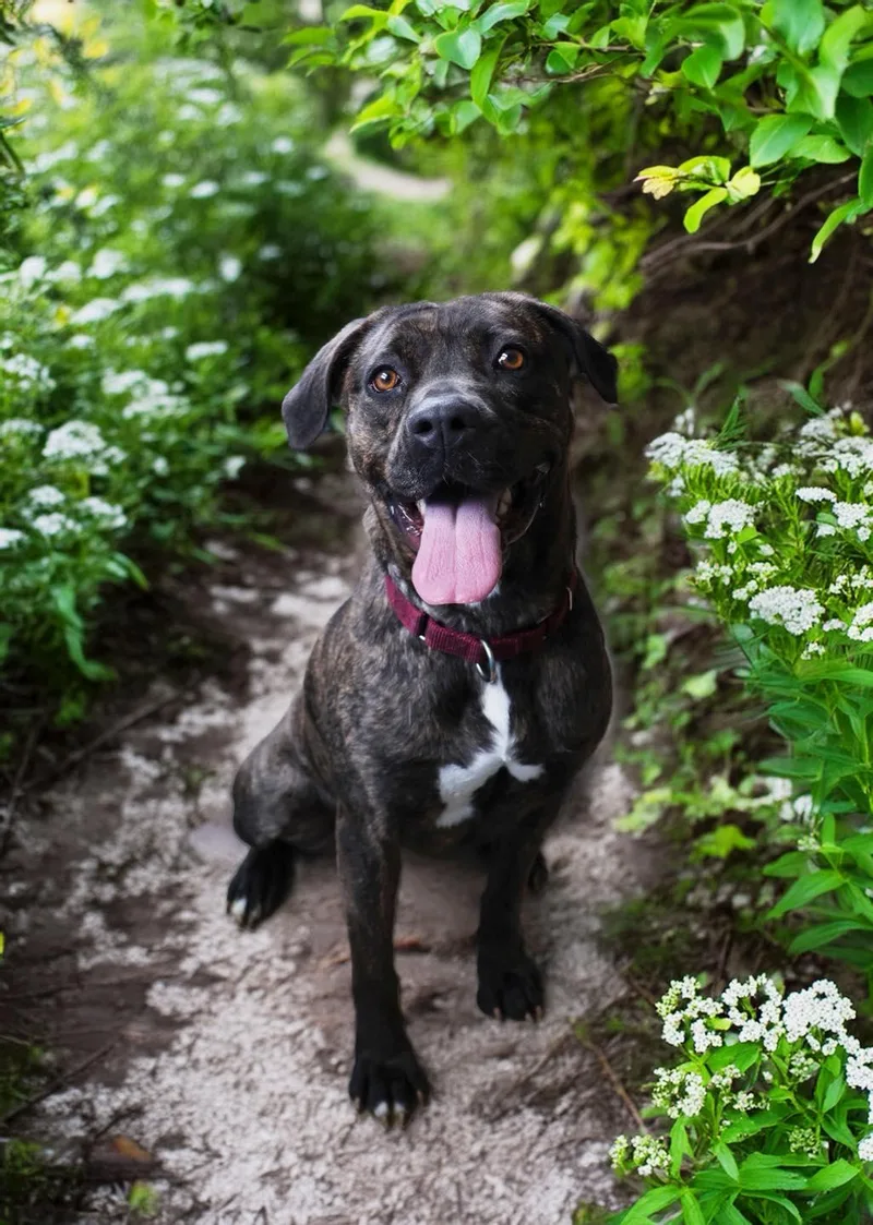 An adult medium-sized female Brindle Boxer dog named Noella for adoption in Shelbyville, IN
