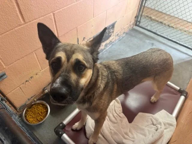 An adult large-sized female Husky dog named Kota for adoption in Fairfield, CA