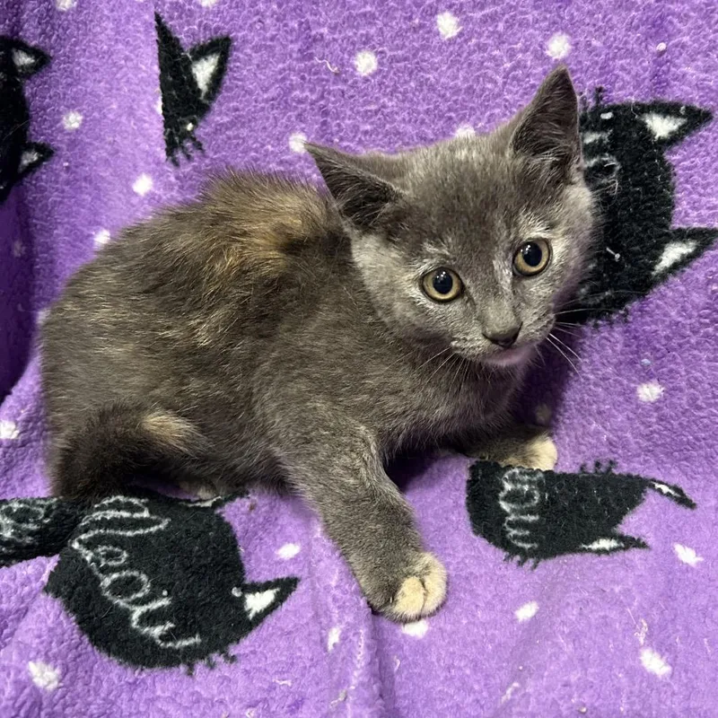 A baby small-sized female Tortoiseshell Domestic Short Hair cat named Dusty for adoption in Oyster Bay, NY