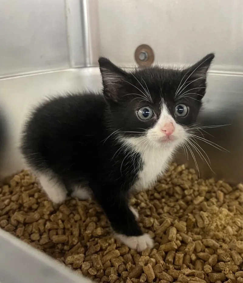 A baby small-sized male Domestic Medium Hair cat named Umbrella for adoption in Murray, KY